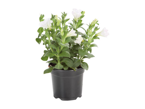 Plantes pour parterre