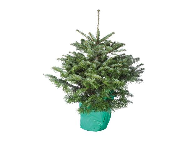 Pot Grown Christmas Tree