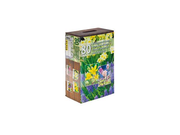 Bulbs in Decorative Box1