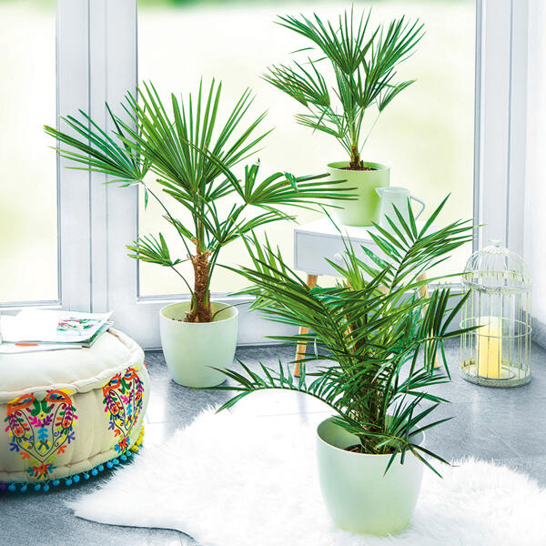 Palme XL