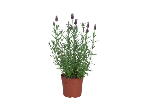 Lavendel
