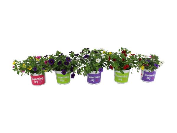 Small Blooming Joy Mix