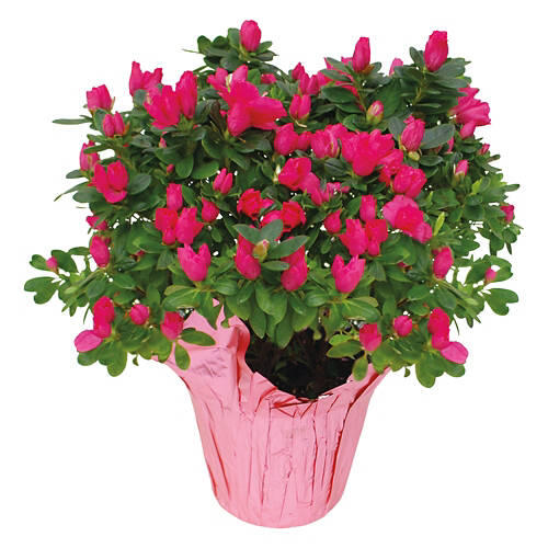6" Azalea Indoor Plant - Assorted Color