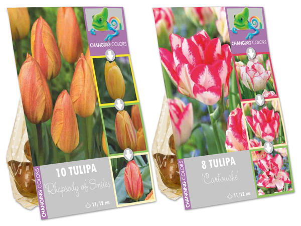 Blumenzwiebel Mix Farbwechsel