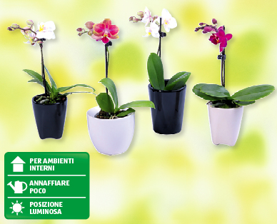 Phalaenopsis mini