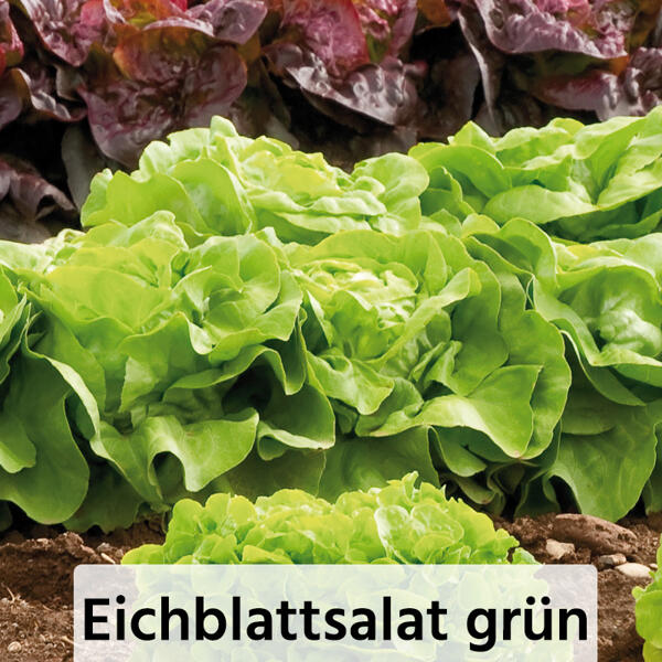 Herbsternte Salatpflanzen