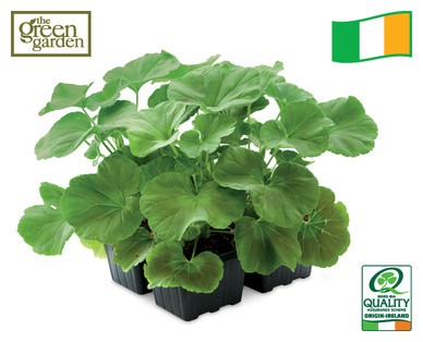 Irish Grown Geranium