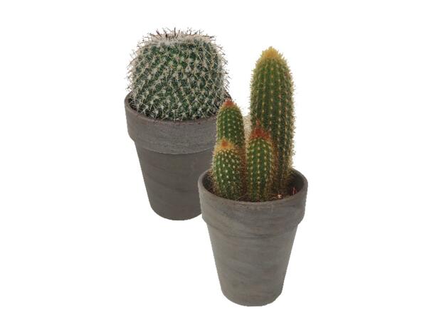 Cactus