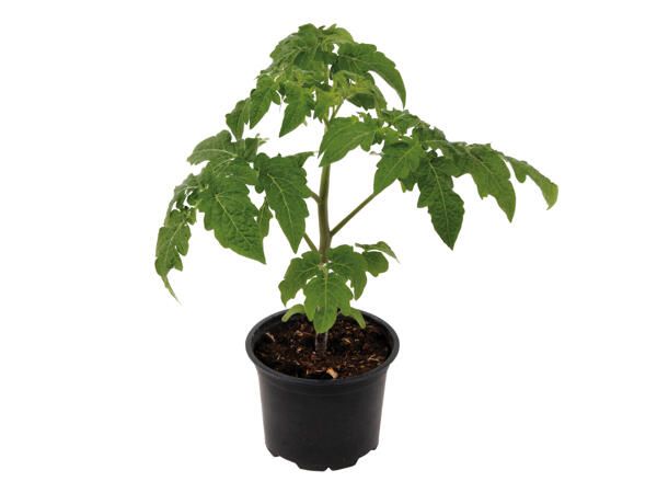 Vegetable Plants