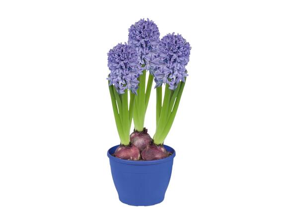 Hyacinths
