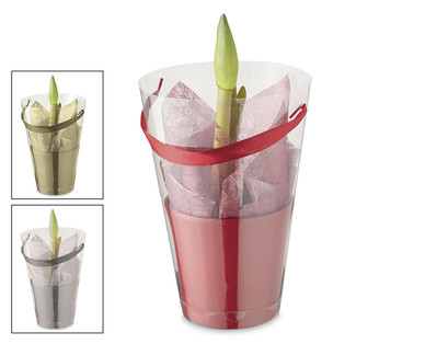 Amaryllis Gift Bag