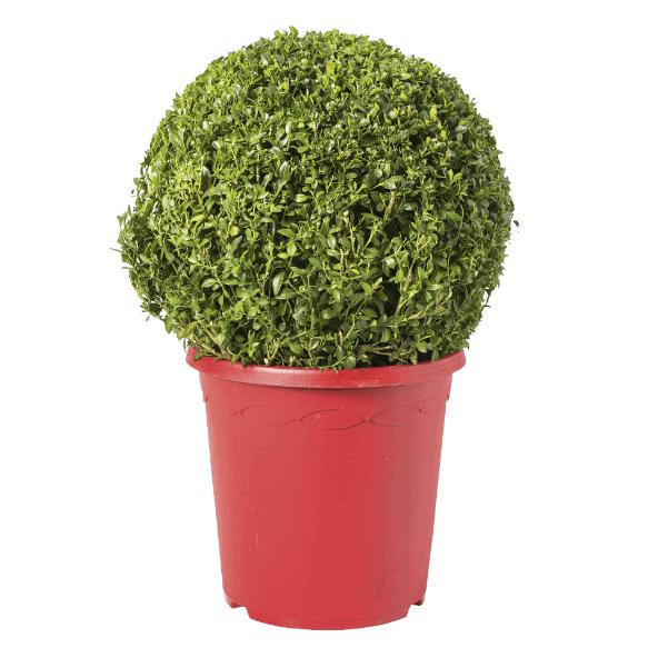 Buxus