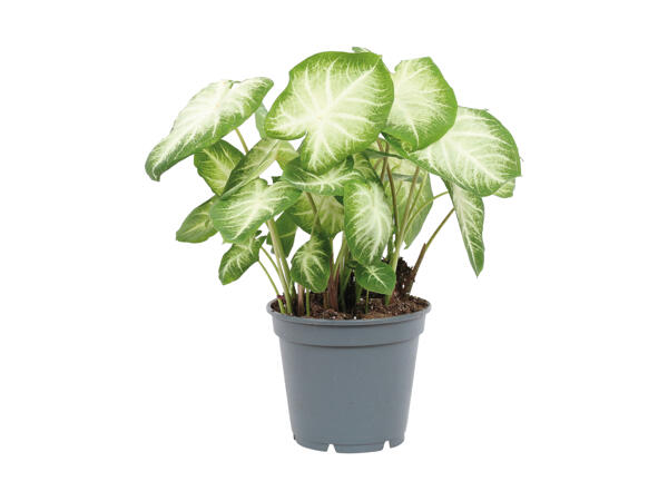 Caladium