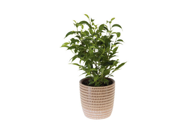 Green Plant in Ceramic
