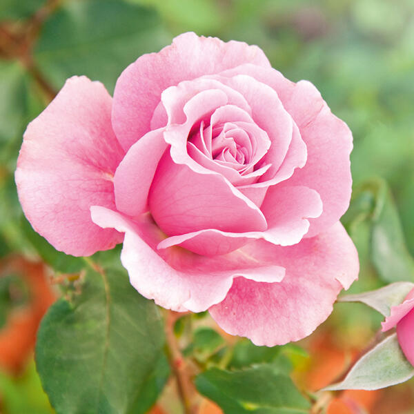 Freiland Rose