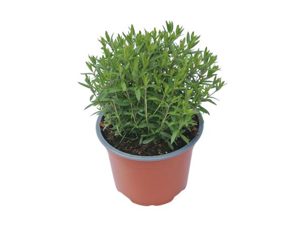 Mountain Daisy