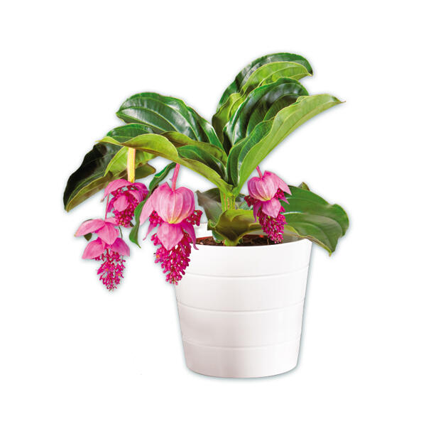 Medinilla magnifica