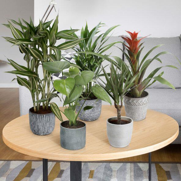 Plantemix