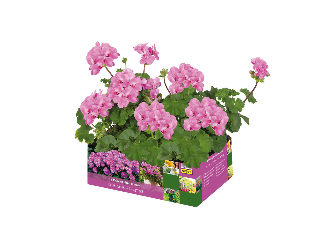 Pelargonie i 6'er bakke