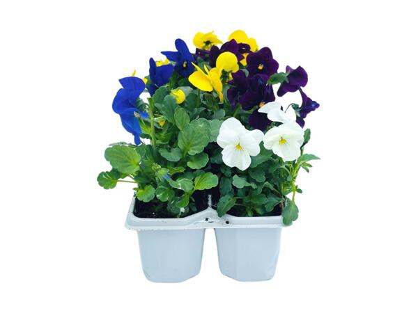 10 Pack Bedding Plants