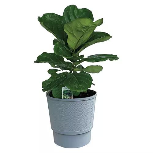 10" Foliage Plant - Assorted Varieties