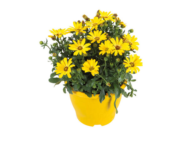 Spanische Margerite
