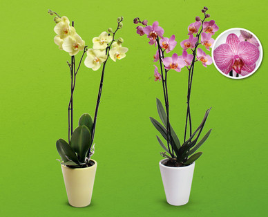 Orchidee in Keramik