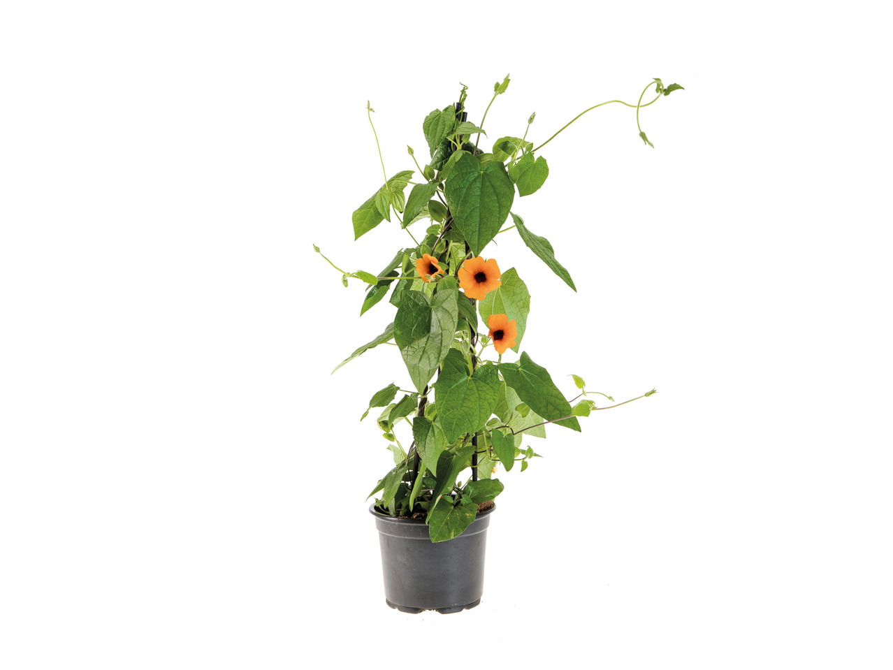 Thunbergia1