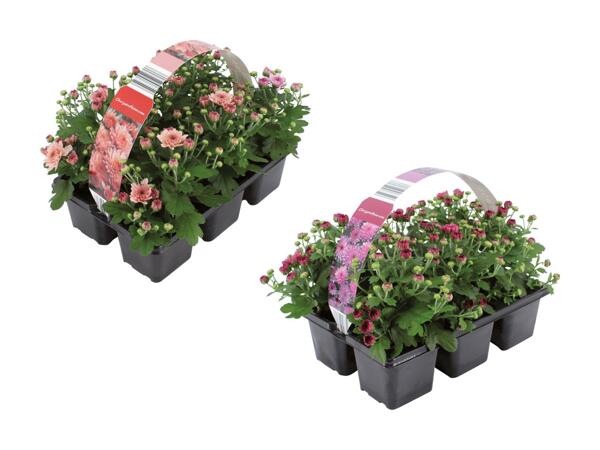 Krysantemum i 6‘er bakke