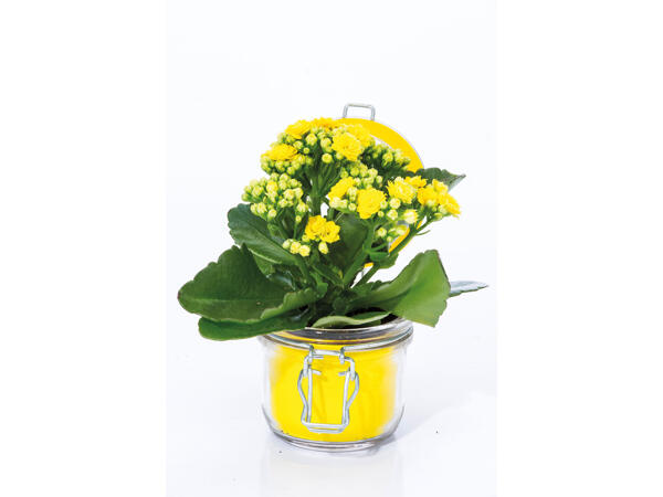 Kalanchoe im Glas