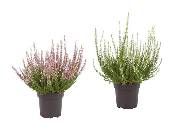 Calluna vulgaris