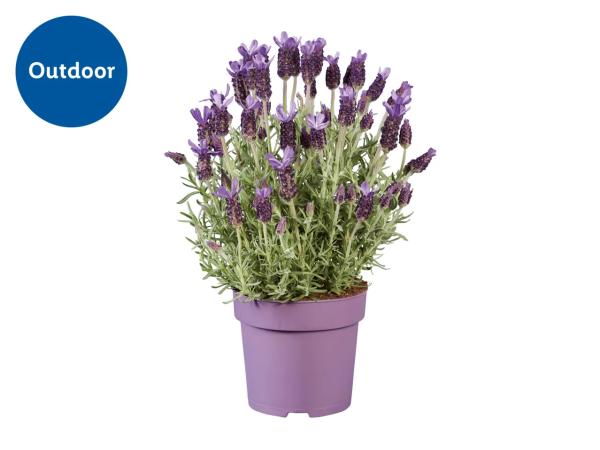 French Lavender