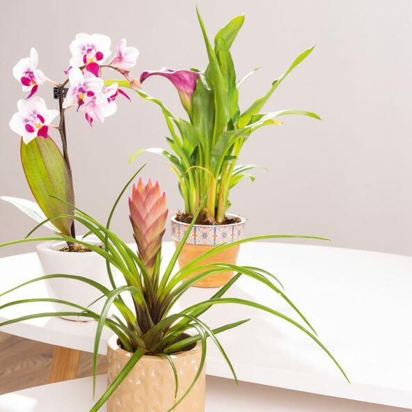 Orchidee, bromelia of aronskelk