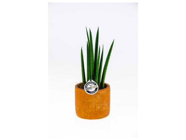 Easy Care Plant (Ceramic Pot)