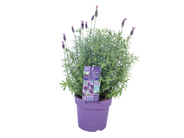 French Lavender