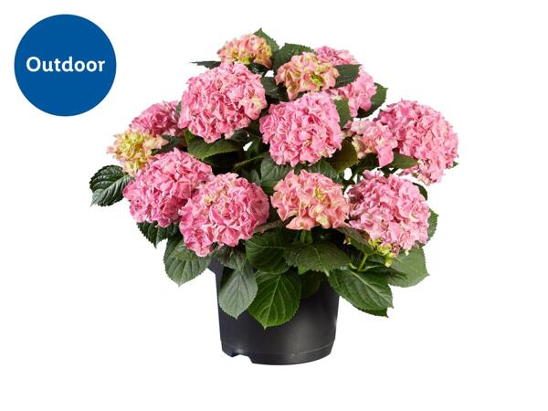 Garden Hydrangea