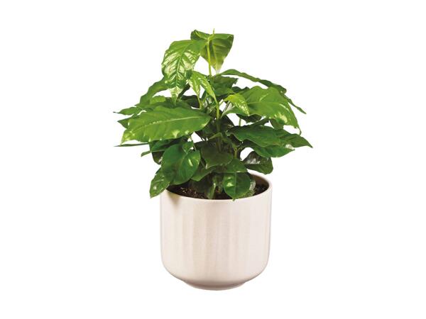 Grøn plante i keramik