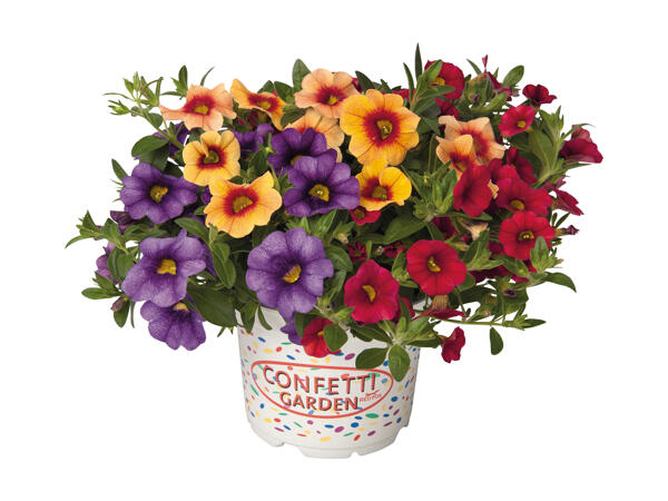 Confetti Garden Plants