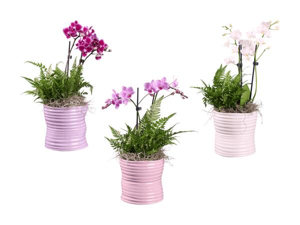 Composition de phalaenopsis dans un pot en zinc