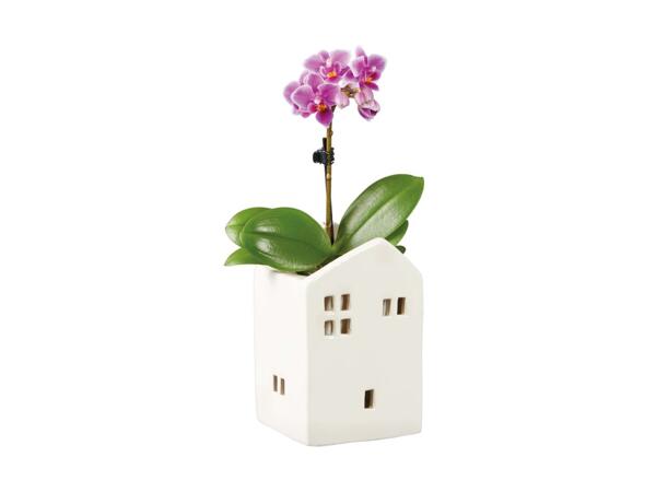 Phalaenopsis in vaso di ceramica a casetta