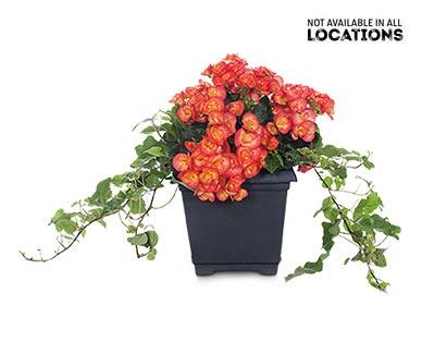 Rieger Begonia Assorted Colors