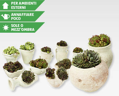Piante per giardino roccioso