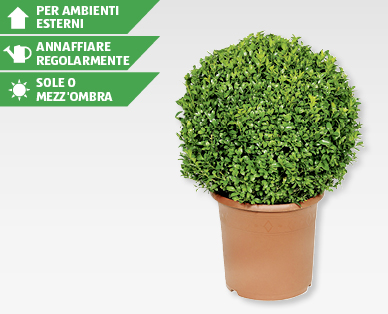Bosso a forma sferica