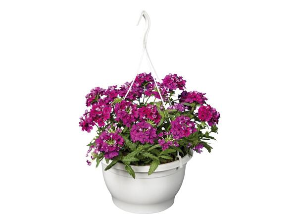 Hanging Basket