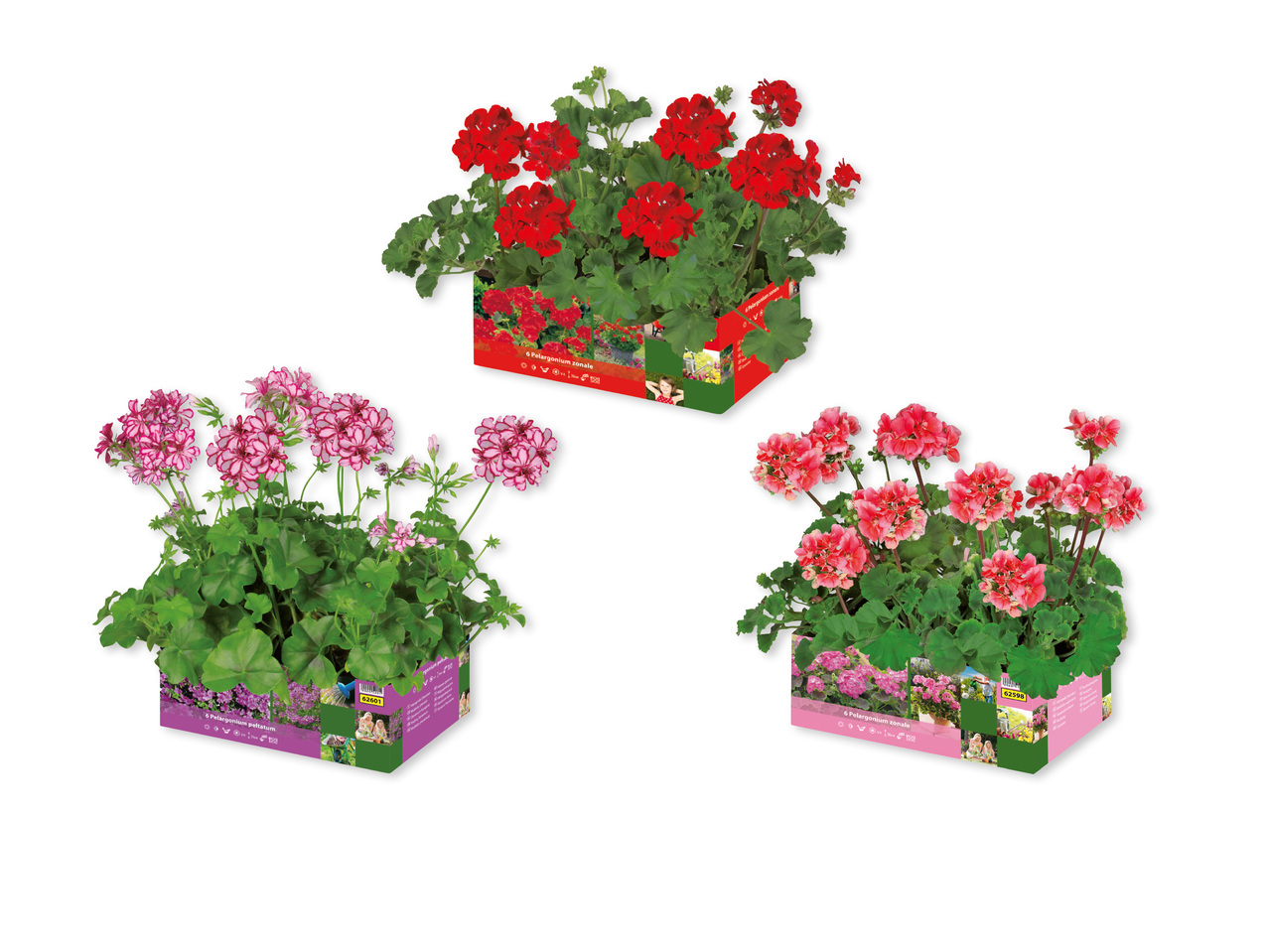 Pelargoner, stående