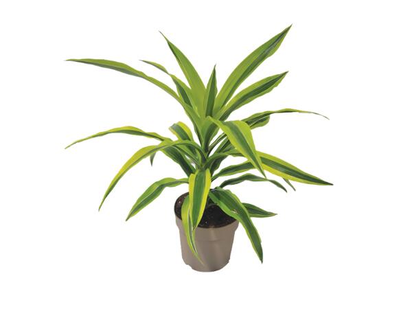 Green Plants