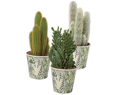 CACTUS