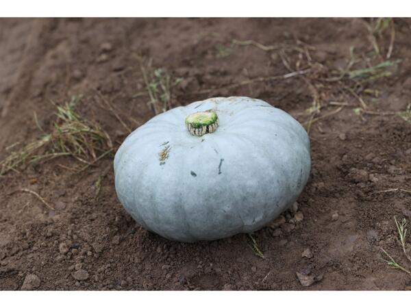 Crown Prince Pumpkin