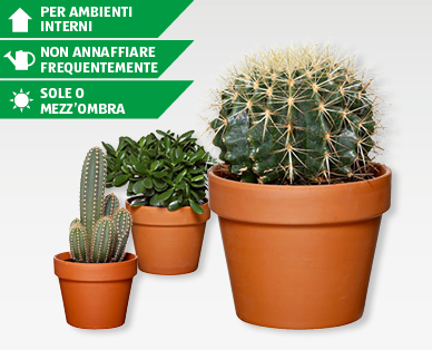 Cactus assortiti in vaso