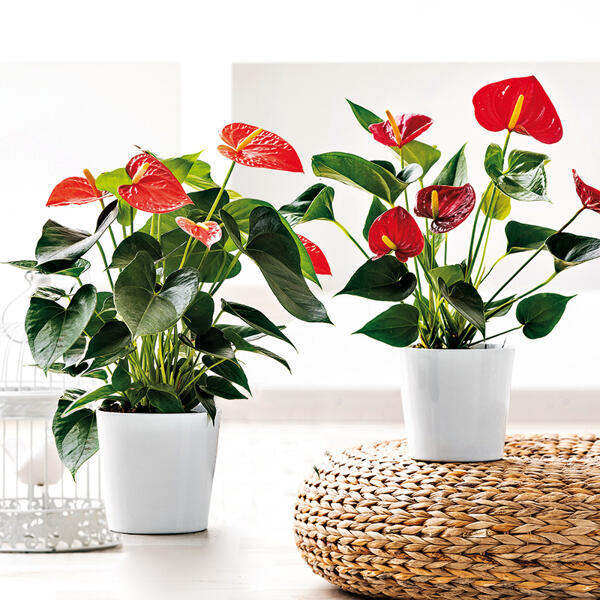Flamingoblume "Anthurie"